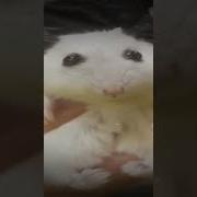Оказывается Что Хомяки Это Хищники