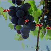 Вахтанг Кикабидзе Виноградная Косточка Караоке