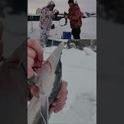 Отпусти Меня Старче