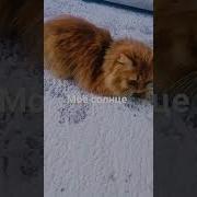 Мое Солнце Моя Луна Моя Фортуна