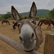 Donkeys