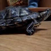 Музыка Для Движения Черепахи