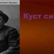 Куст Сирени Куприн