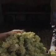 Нашани Чекар Бангилар