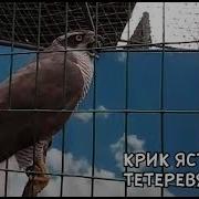 Крик Ястреба Тетеревятника