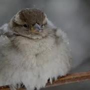 Басня Про Воробья И Корову