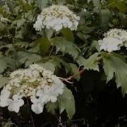 Н Жуков У Реки Где Калина Цветет