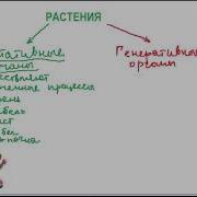 Органы Высших Растений Растение Как Целостность Организма