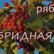 Рябины Зреют В Сентябре