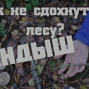 Жили Были Ландыши В Лесу