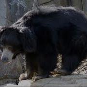 Sloth Bear Sound