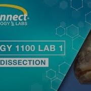 Dissection