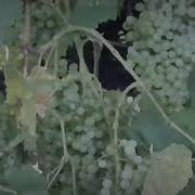Виноградная Лоза Ты Ни В Чём Не Виновата Тамара
