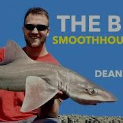 Smooth Hound