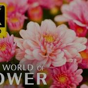 The Most Beautiful Flowers Collection 8K Ultra Hd 8K Tv Relax With The Sounds Of Nature