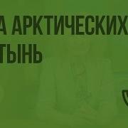 Зона Арктических Пустынь 4 Класс