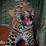 Leopardo Atrapado