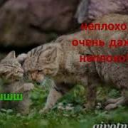 Коты Воители Звёздный Путь