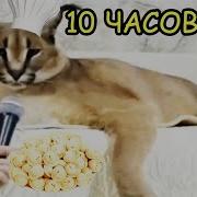 Хорошие Пельмени Это Очень Вкусно 10 Часов