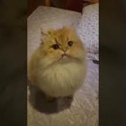 Противный Сын Бляди