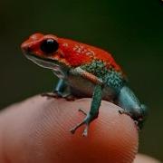 Poison Dart Frog