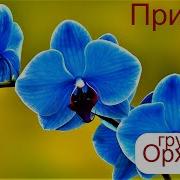 Группа Орхидея 1991 Год