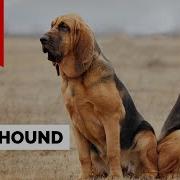 Bloodhounds