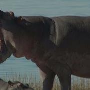 Hippo Roar Fart