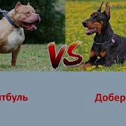Доберман Против Питбуля