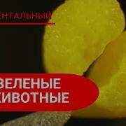 Зелёные Животные