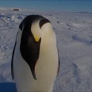 Penguin Honk