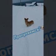 Корж Идет По Следу