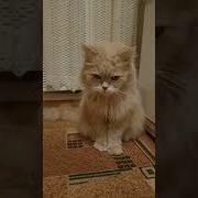 Узнаешь Узнаю Милые Щечки