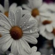 Дизель Поïзд Д1 Уу Виноградовi