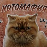 Котомафия