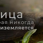 Птица Со Сломанным Крылом
