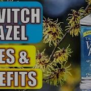 Witch Hazel