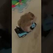 А Ты Привыкни К Аппарат