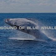 Sound Of Blue Whale