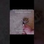 Черепаха Танцует