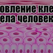Обновление Клеток Тела Почему Человек Стареет