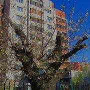 И Даже Пень В Апрельский День