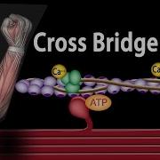 Muscle Chemistry