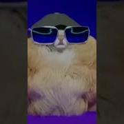 Собака Чики Чики