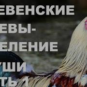 Пение Петухов И Душевная Атмосфера Деревни Исцелит Тело И Душу И