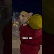 Про Собачников Прикольно