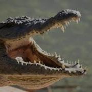 Crocodile Sound