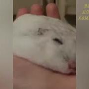 Вот До Чего Доводит Ваш Hamster Combat