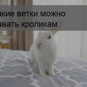 Можно Ли Кроликам Давать Ветки