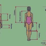 Строение Человека И Его Рычажные Меры